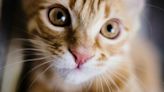 Gatos en casa: las 4 razas que no deberías tener en tu departamento, según un veterinario