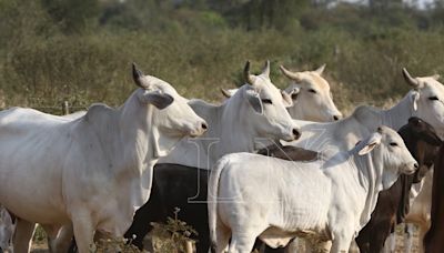 La Nación / Titular de la ARP trabajará por la apertura de nuevos mercados y creación del Instituto de la Carne