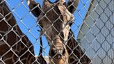 A day in the life of Abilene's zookeepers in photos