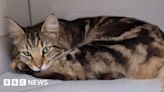 Didcot social media cat banned from Boots