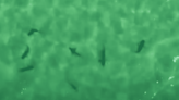 Drone Video Shows Dozens of Sharks Infiltrating Popular Gulf Coast Beach, Surf Spot