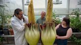 PHOTOS: Double-stemmed corpse flower bloomed at ECSU