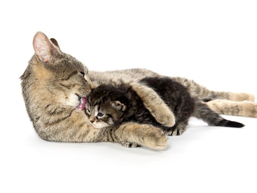 Family Gives Senior Cat His Own Baby Kitten to Love and It's the Sweetest Thing