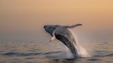 Las ballenas jorobadas reconquistan Río de Janeiro y dan alas al ecoturismo