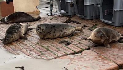 Seal pups released back into Jersey waters