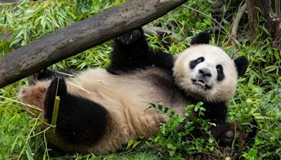 Debut date announced for pandas at San Diego Zoo, along with video