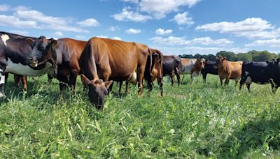 Advice on summer forage and rotational grazing benefits - Farmers Weekly