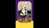 Adopted from Belleville shelter, IL cat in running to be Cadbury Bunny. Vote for him now