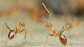 Good news on crazy ant eradication effort in Qld and NT