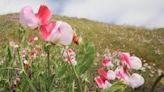 How the ‘Johnny Appleseed for sweet peas’ planted colorful flowers along a SLO County highway