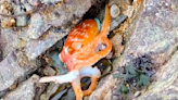 'We couldn’t believe it': Octopus changing color steals the show, delights beachgoers