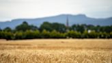Deral revisa para cima área plantada com trigo em 2023/24 no PR | Agro Estadão