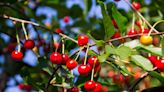 Scientists that created cotton candy grapes develop new kind of cherry with one incredible feature: ‘Changing up the cherry game’