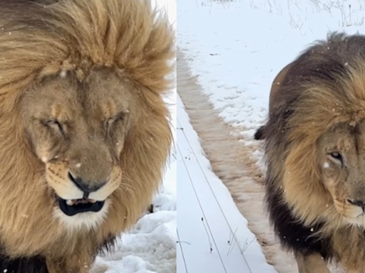 Snow Much Fun! Rare Snowstorm Hits South Africa, Viral Video Shows Lions Frolicking In Frosty Wonderland