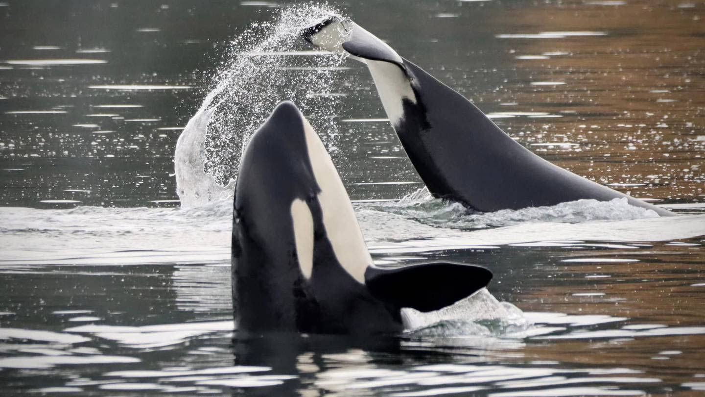 Spain warns boats of possible orca run-ins near the Strait of Gibraltar this summer