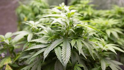 DEA seeks to reclassify marijuana, allow prescriptions for first time: Reports