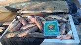 Incautan centenares de pescados en diferentes operativos en la provincia de Santa Fe