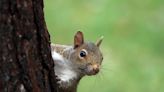 The Best Way To Squirrel-Proof Your Bird Feeder