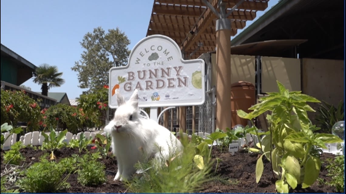 Bunny Garden planted at Chula Vista Animal Shelter