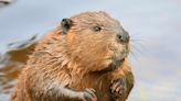 Tennessee Police Department Rescue Beaver Running Around Hospital