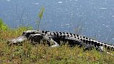 Alligator attacks and kills woman walking her dog in South Carolina