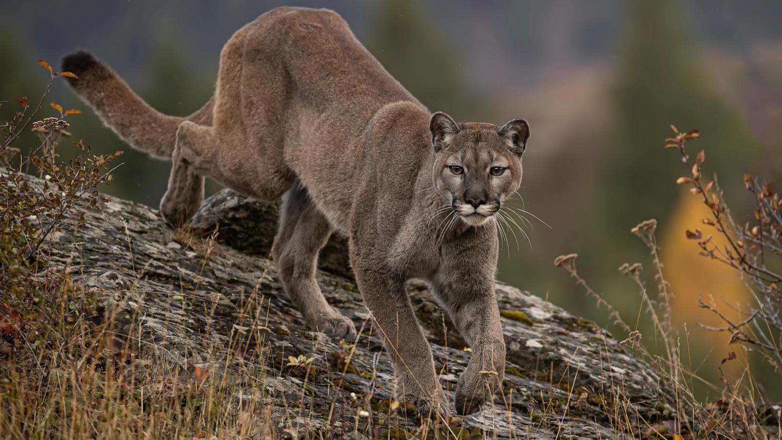 5-year-old attacked by mountain lion during Labor Day family outing to Malibu Creek State Park near Los Angeles