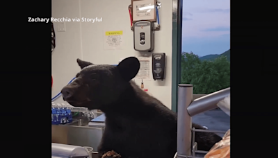 VIDEO: Black bear startles guests, employee at Anakeesta concession stand