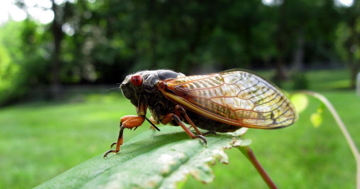 Billions of cicadas are on their way. They’ll appear by early next week in the St. Louis area.