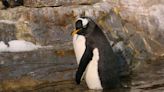 King penguin makes rare visit to South Australian beach