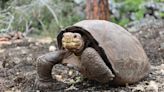 Se buscan parientes de Fernanda, la tortuga de Galápagos que se creía extinta