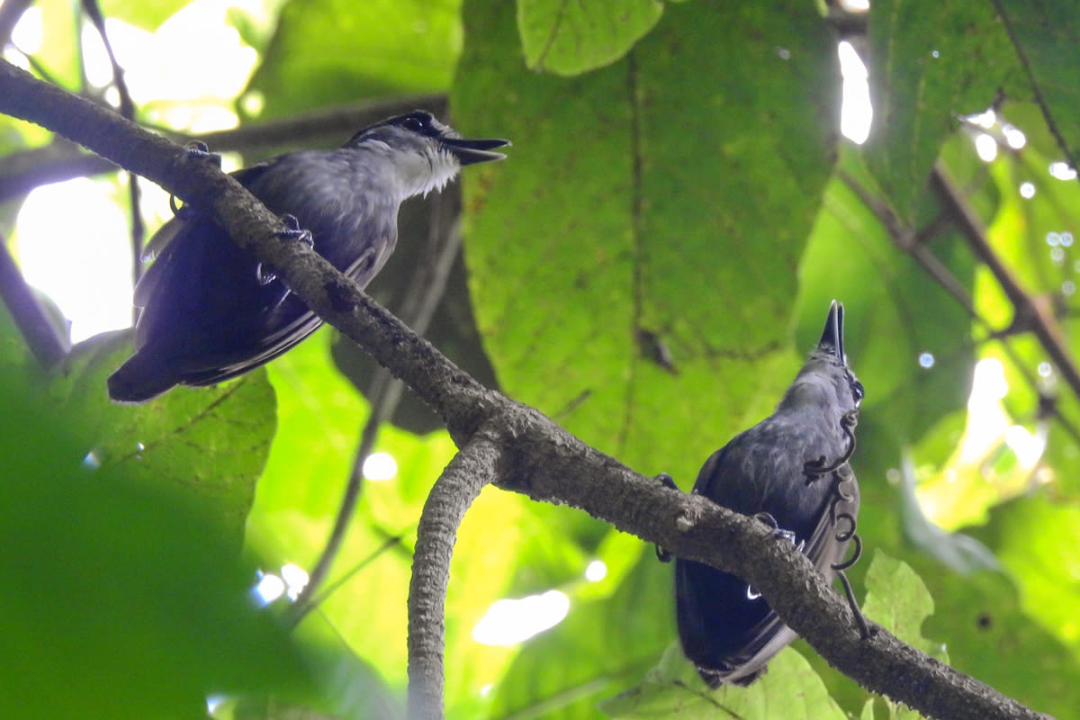 Crowdsourced Data Identifies 126 ‘Lost’ Bird Species