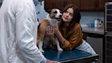 Lucy Hale Talks Puppy Love Movie (‘It’s Knocked Up With Dogs’), Working With Grant Gustin and Her Fave Rom-Coms