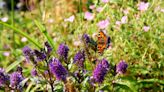 The 5 best plants to attract butterflies - beautiful blooms to boost your backyard and the way it works with nature