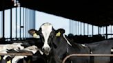 美國乳牛傳禽流感疫情 帶動這種相關產品銷售衝高