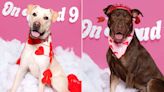 Dogs in Shelter for Weeks Enjoy Valentine's Day Photo Shoot in Hopes of Finally Finding Homes