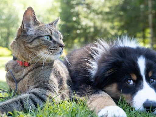 Bird flu spreads to cats and dogs as infections jump to mammals in 31 states: Here’s what to know