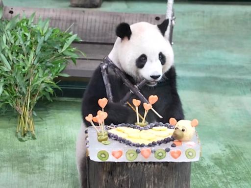 Second panda ever born in Taiwan celebrates her fourth birthday with fruit cake