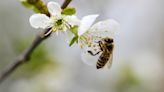 嗡嗡嗡！研究：蜜蜂壓力大 加拿大省長「勇吞蜜蜂」