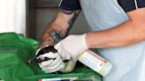 More penguins dying from avian flu at Cape Town's Boulders beach colony