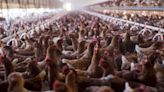 Bird flu spreads to Southern California, infecting chickens, wild birds and other animals