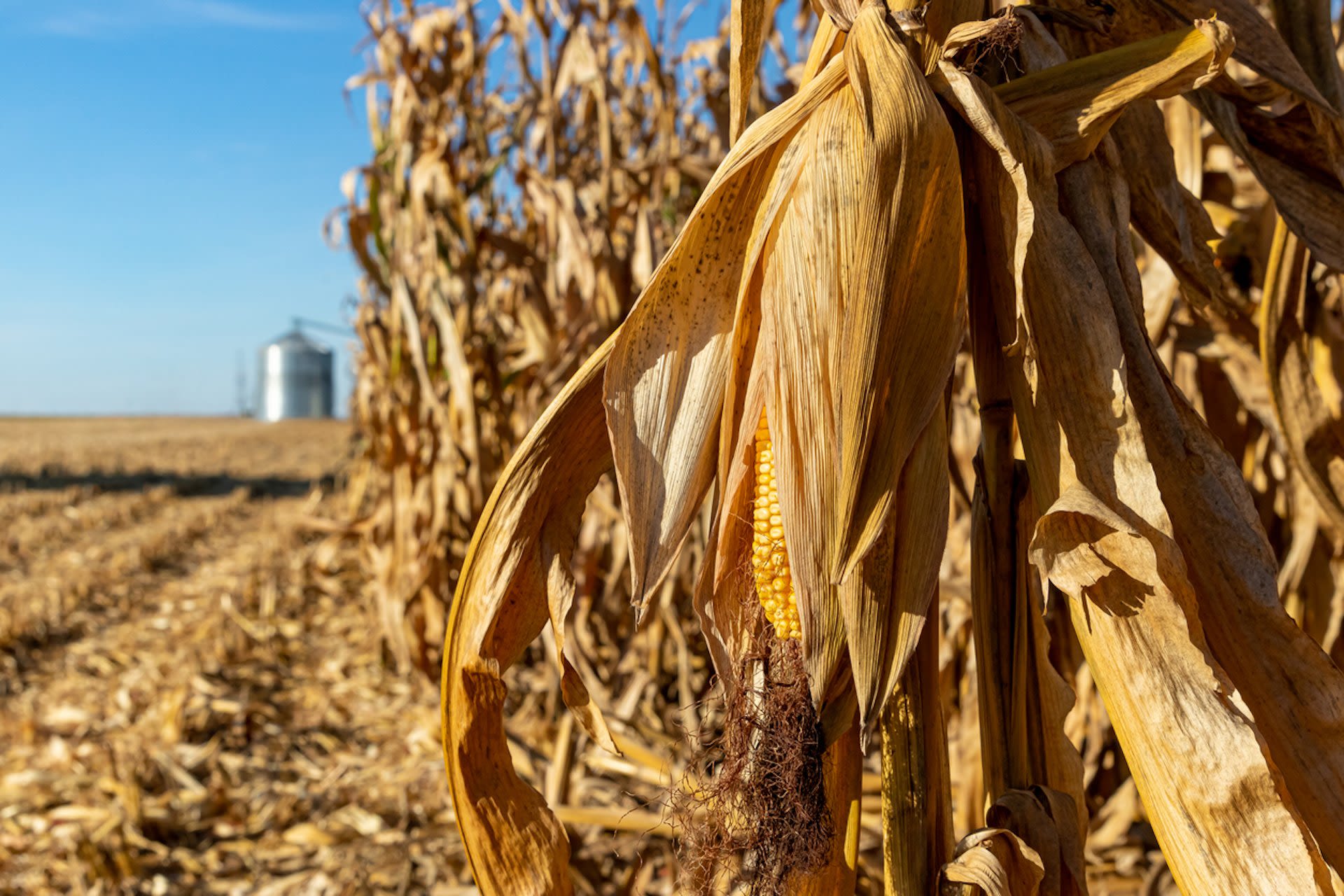 Experts sound alarm on surprisingly 'sweaty' way extreme heat is being worsened: 'It is the plants reacting to that warmer weather'