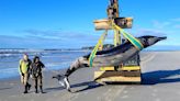 Has one of the world’s rarest whales washed up on a beach? Scientists are scrambling to find out