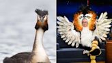 Puking Bird Named New Zealand’s ‘Bird of The Century’ After John Oliver Campaign