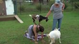 More Explores: Come do yoga at Dim Jandy Ranch with goats