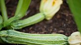 How to Grow Zucchini in Pots and Container Gardens