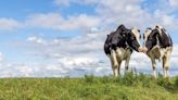 The Gentle Barn Goes Above and Beyond to Comfort Cow Who Lost Her Sister