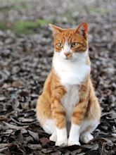 File:Orange tabby cat sitting on fallen leaves-Hisashi-01A.jpg ...