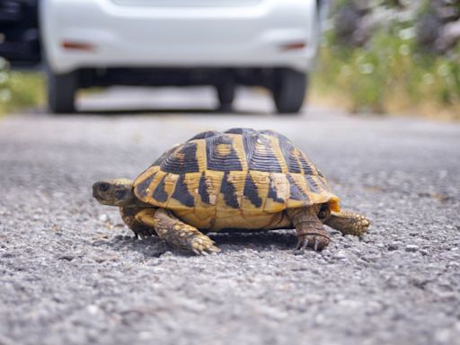 Nueva York insta a los conductores a tener cuidado con las tortugas durante mayo y junio