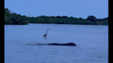 Video de criatura marina que ‘gruñe’ en parque de la Florida provoca debate en redes sociales