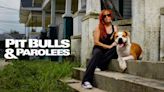 Pit Bulls & Parolees Season 10 Streaming: Watch & Stream Online via HBO Max